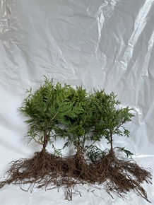Hæk Thuja, Hjorthede
